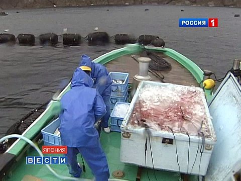 Тунцовые фермы в Японии - Japan Blue Fin Tuna Farm