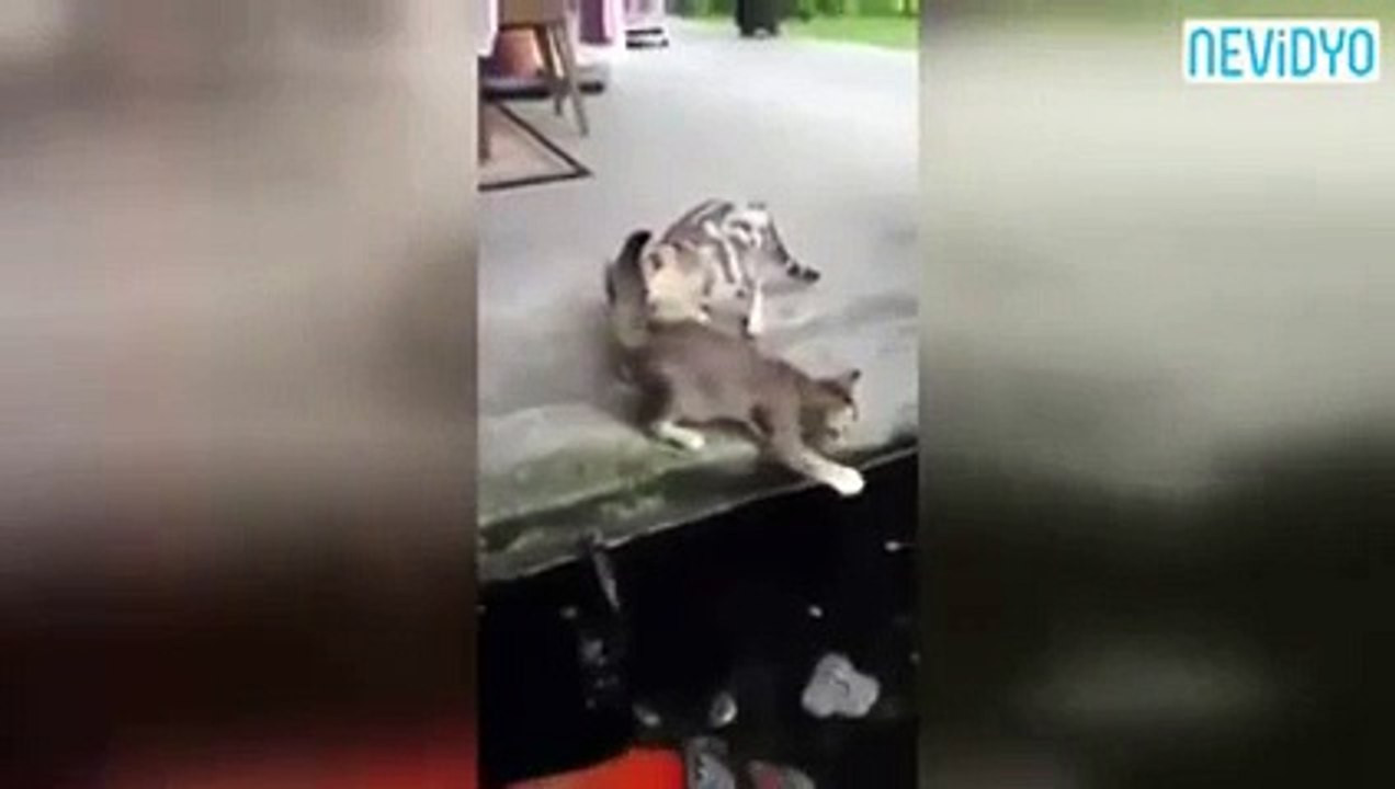 Balık Kıyıda Avlanan Kediyi Böyle Yuttu!