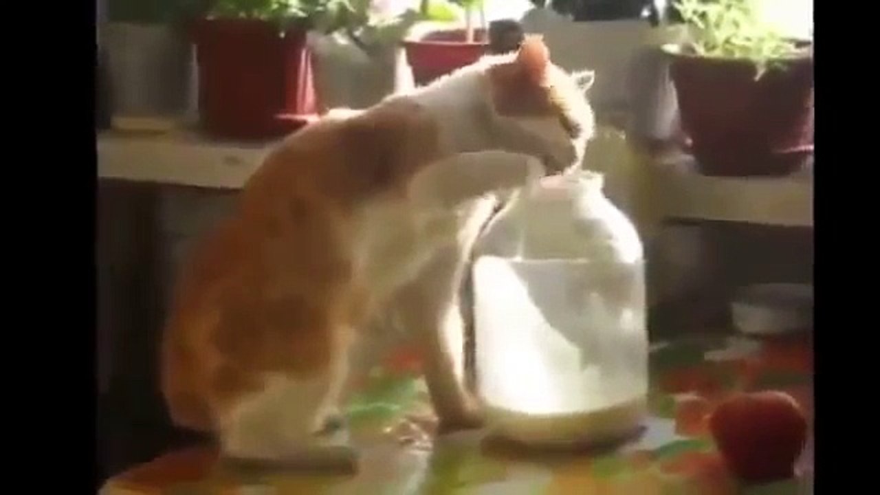 короткие лучшие видео и смешные приколы с животными