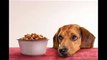 Dog Food Secrets | Dog Food Secrets Review