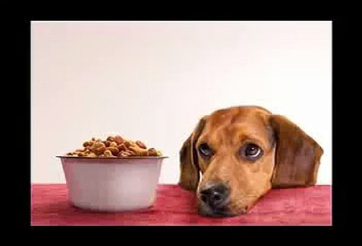 Dog Food Secrets | Dog Food Secrets Review