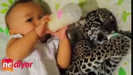 Yavru leoparıyla birlikte süt içen bebek