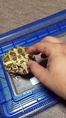 Dünyanın En Sinirli Kurbağası