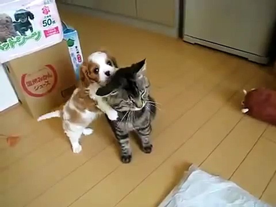 Щенок достает невозмутимого кота