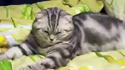 Кот смешно уснул и упал. Cat fell asleep funny