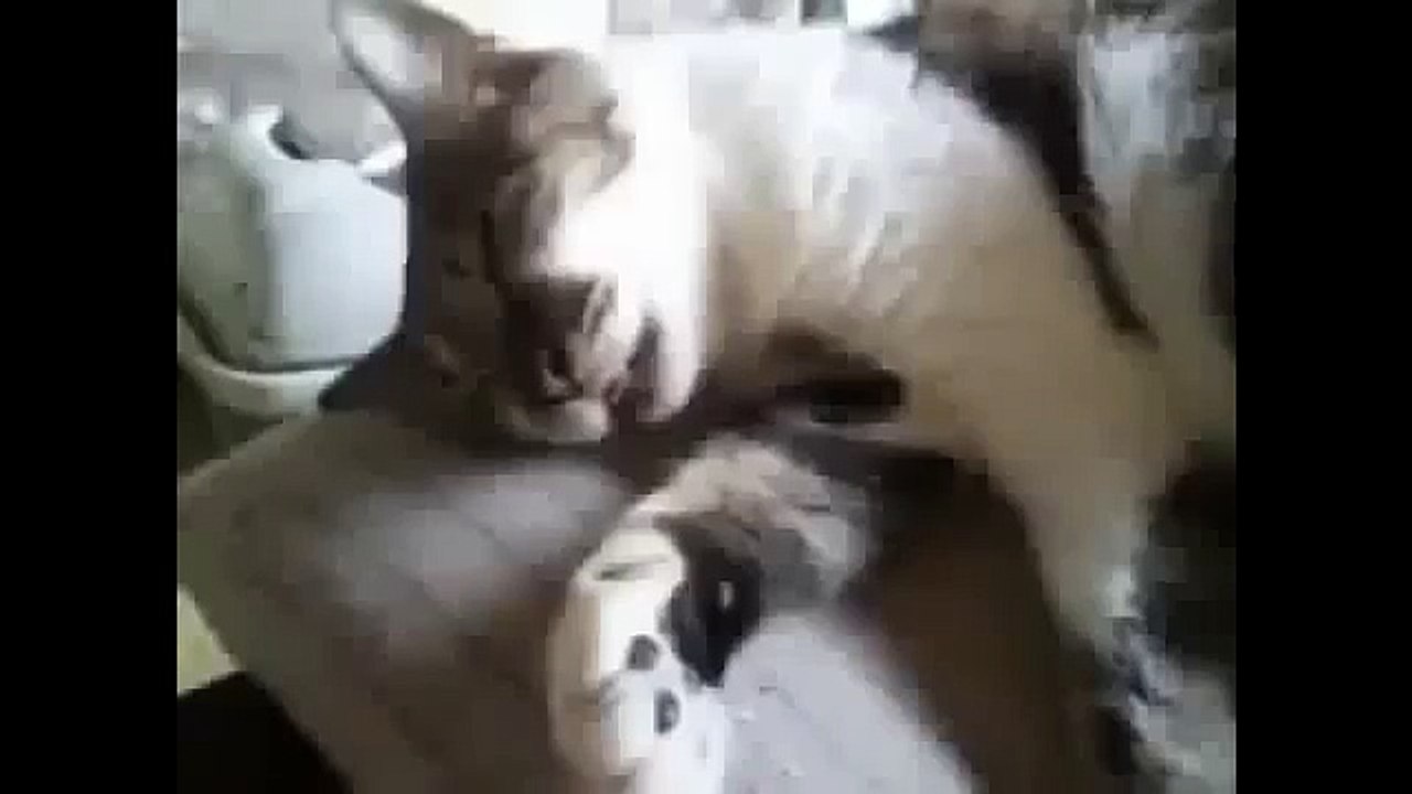 КОТ УСНУЛ И УПАЛ