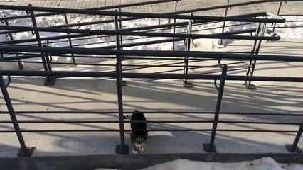 Возвращение котэ