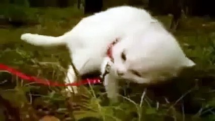 Дьявольский Кот !!!! Ржач полный... WTF KITTY