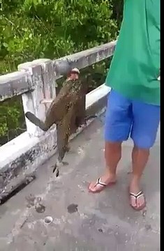 Is it Fish or Alien Species watch Is it Fish or aliens videos