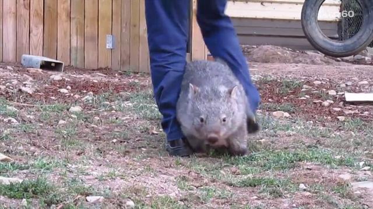 Happiest wombat ever goes crazy if you stop petting her