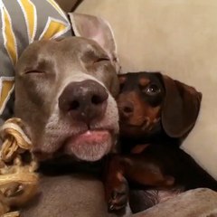 Sleeping friends