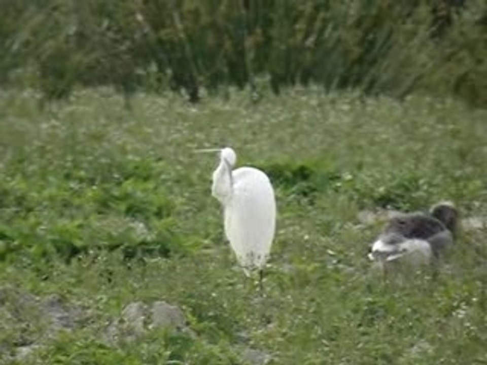 Aigrette garzette - Gambsheim (67) le 26 mai 2007