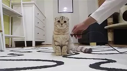 Always remember to charge your cat.