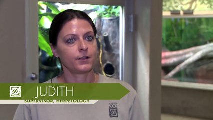 Meet Blanco, the American Alligator at the Houston Zoo