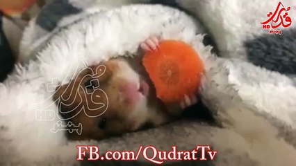 Alafikh with the morning. Mp4