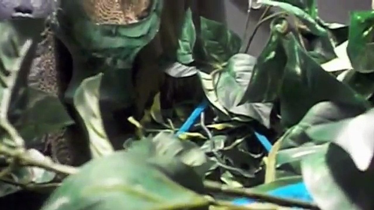 Chameleon Care guide: How to choose a Chameleon