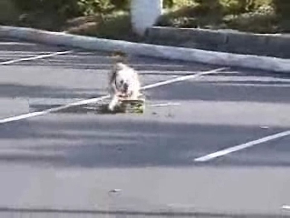 Tyson..........skating