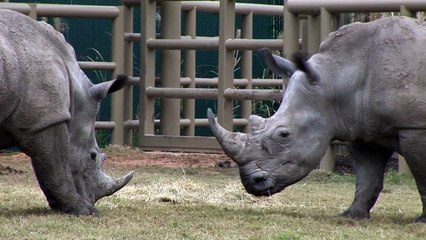 “Swordfighting“ Rhinos at the Houston Zoo