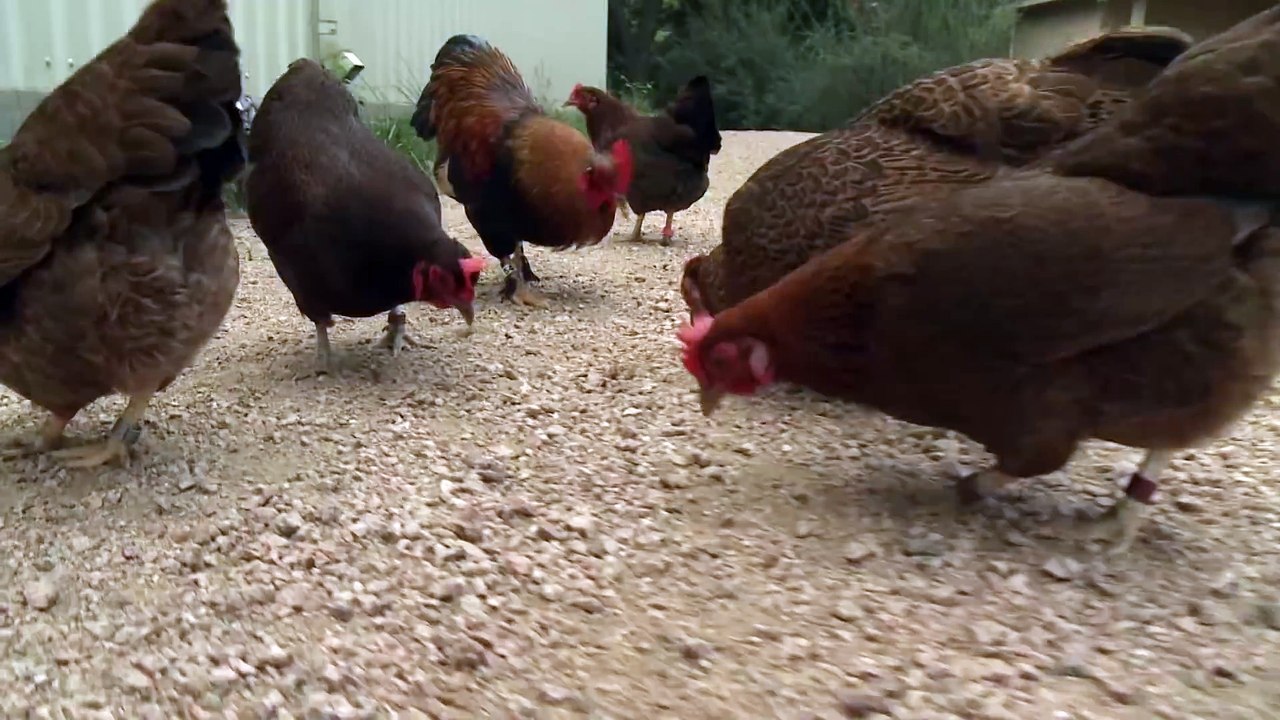 Free Range Chickens at the Houston Zoo!