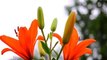 Lilium / Lily Flowers- Gift Of God For The Human Beings