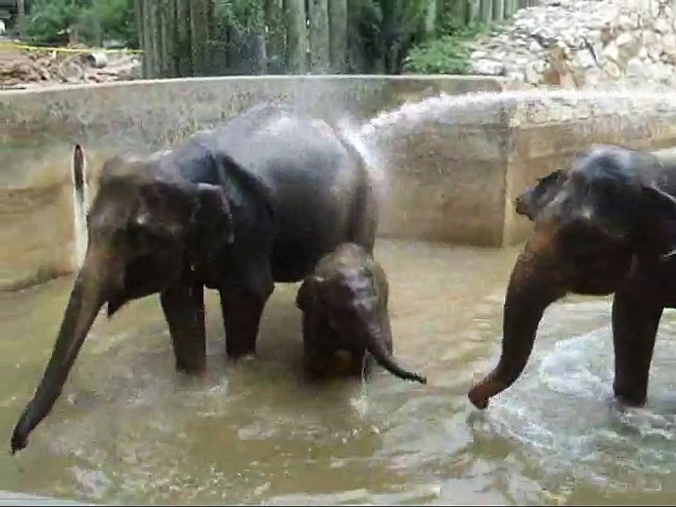 Everybody in the Pool!