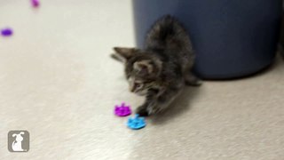 Scaredy Cat Kitten - Kitten Love