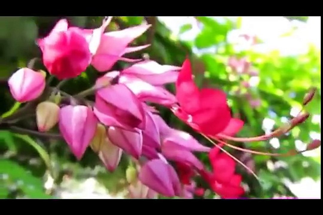 Beautiful Pashto Naat Ta Laka Lemar Tuba Tuba