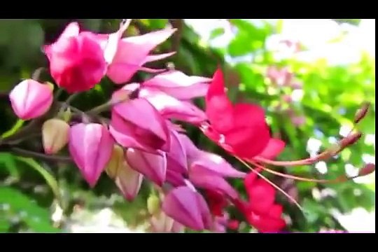 Beautiful Pashto Naat Ta Laka Lemar Tuba Tuba