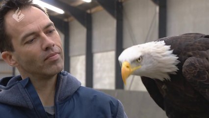 Cet aigle d'élite capture avec ses griffes un drone en plein vol