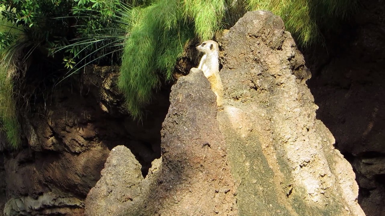 Meerkats in the mud