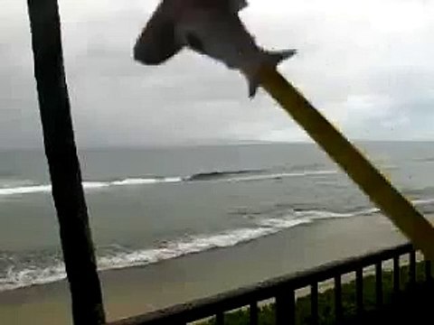 Акула съедает человека