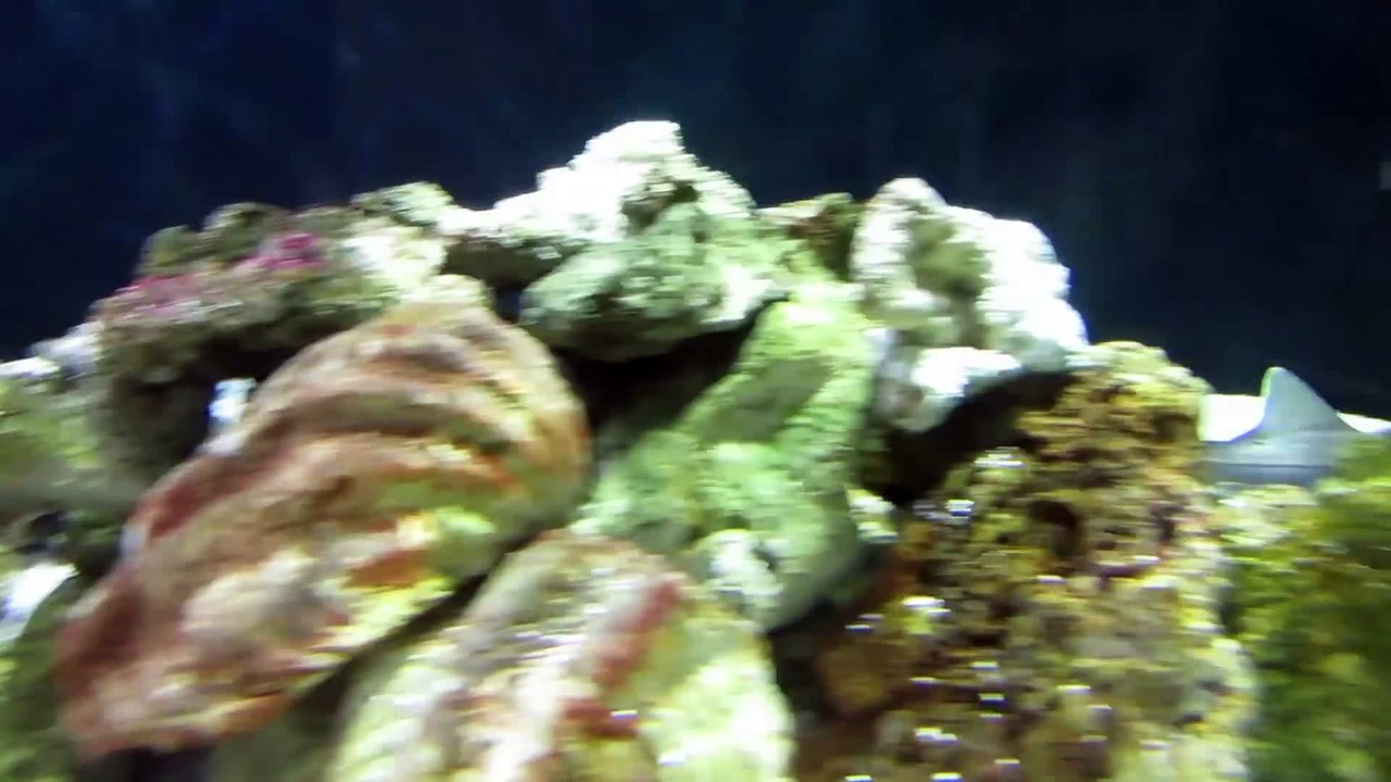 Sharks