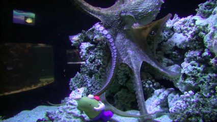 Octopus Takes Apart Mr. Potato Head