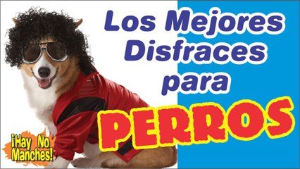 Los Mejores Disfraces para perros - The Best Costumes For Dogs Ever