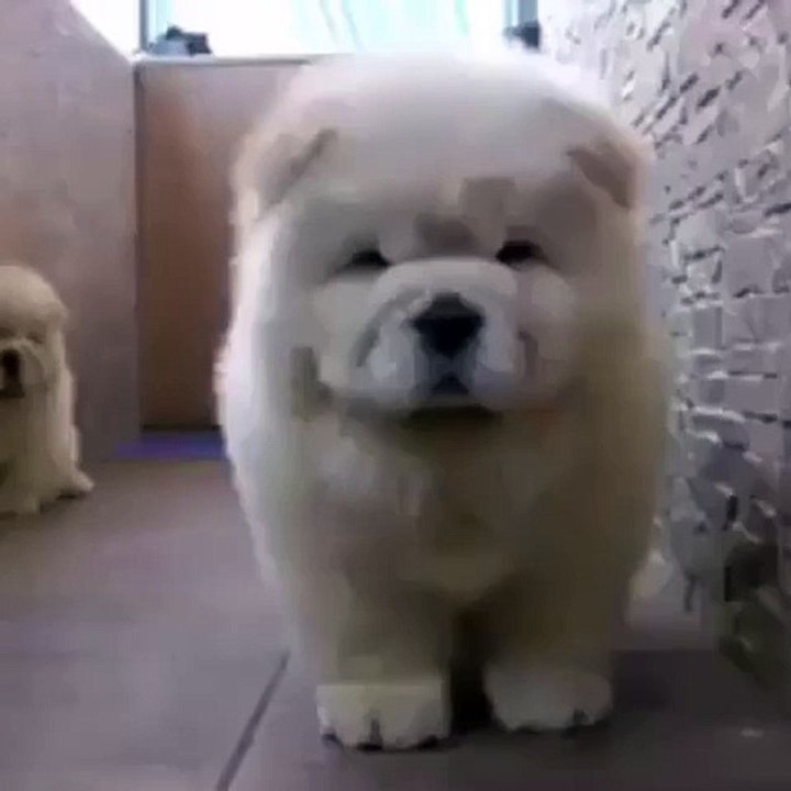 Cutest Fight