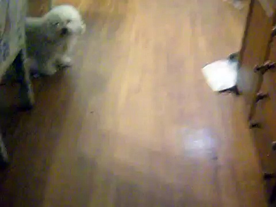 My Bichon Frise