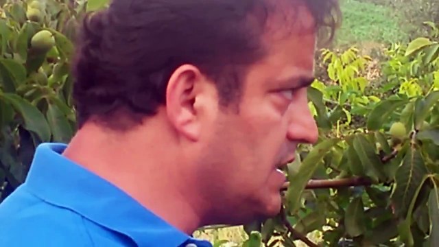 chandler cinsi Ağır Don Hasarlı Ceviz Ağacı, Ceviz Nasıl Toplanır