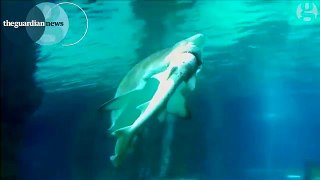 Shark eats shark in South Korean aquarium