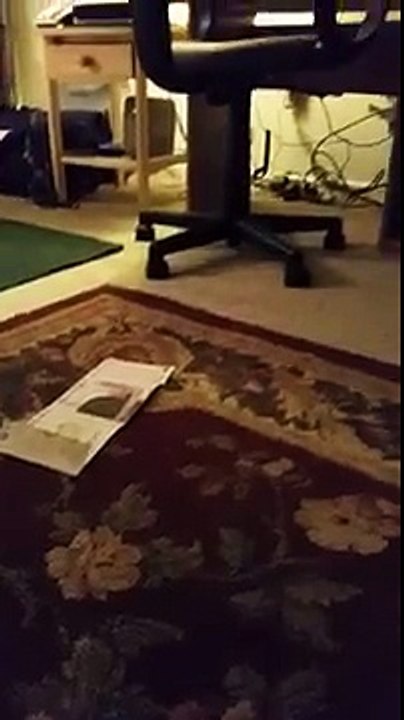 Willow The dog smelling Perfume strips (Funny Videos 720p)