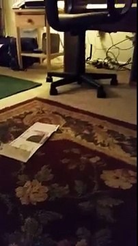 Willow The dog smelling Perfume strips (Funny Videos 720p)