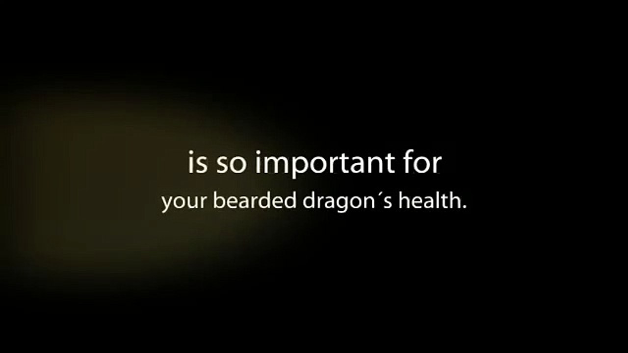 The Bearded Dragon Guide