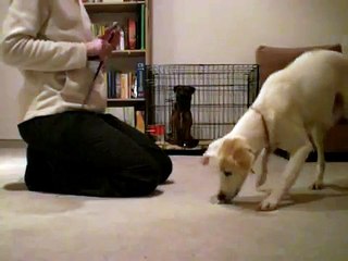 Mhori Clickertraining: hold it