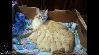 20 Proud Cat Mommies With Their Kittens