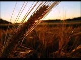 Kırmızı Buğday Ayrılmıyor Sezinden