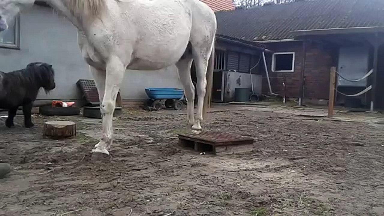 Arthrose/Spat Steppertraining, Clickertraining, Gymnastik