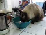 Mira cómo luce esta cocina con casi una decena de gatos comiendo allí
