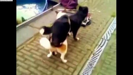 Gato Divertido 2016 - Top dog mating up close so cute and funny full video with nonstop mu