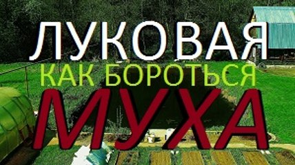ЛУКОВАЯ МУХА простой способ борьбы | growing onions