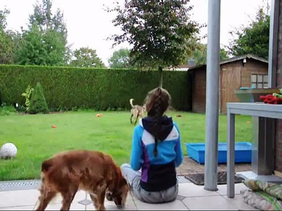 Amy - Clickertraining "Bring" 2