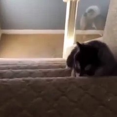A puppy takes on the stairs... And lose comprehensively!